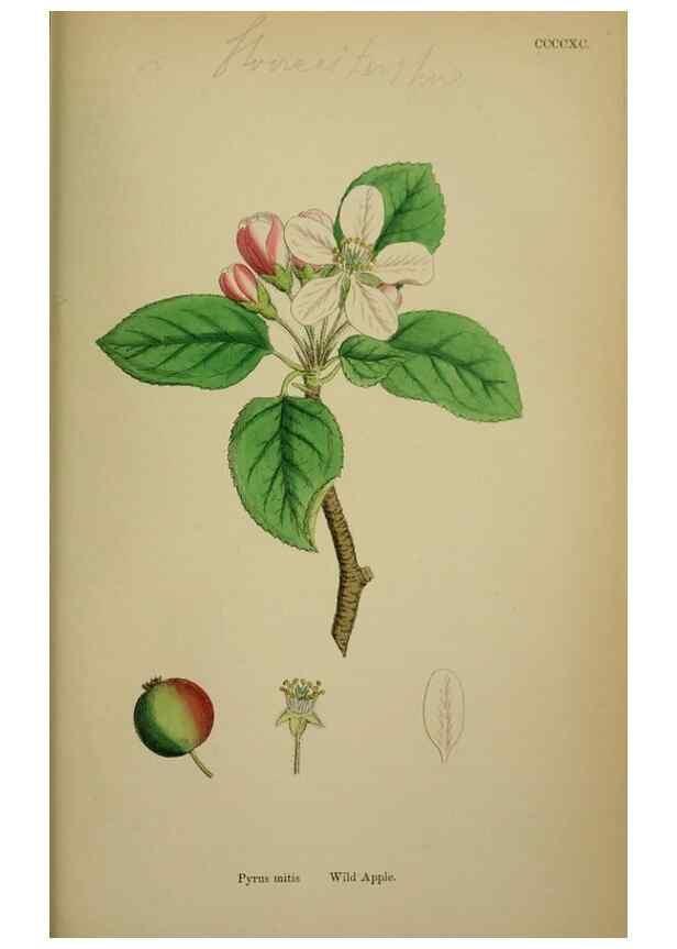Reproducción/Reproduction 48717297336: English botany, or, Coloured figures of British plants /. London :R. Hardwicke,1863-1886.. 