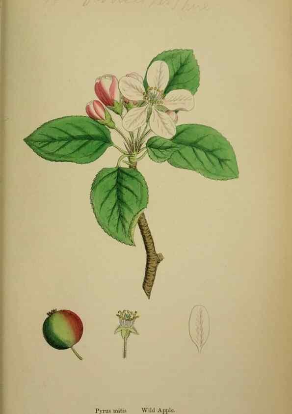 Reproducción/Reproduction 48717297336: English botany, or, Coloured figures of British plants /. London :R. Hardwicke,1863-1886.. 