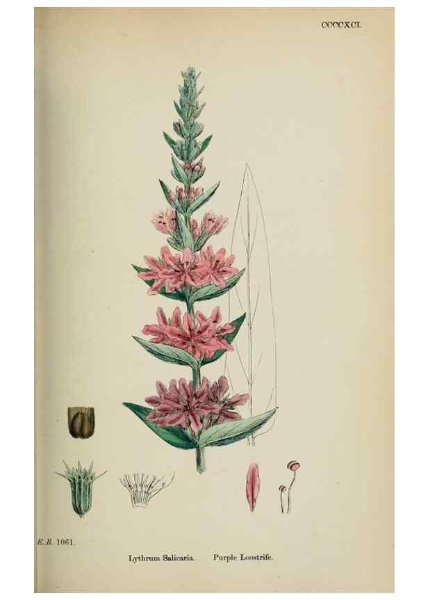 Reproducción/Reproduction 48717546987: English botany, or, Coloured figures of British plants /. London :R. Hardwicke,1863-1886.. 