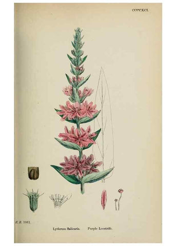 Reproducción/Reproduction 48717546987: English botany, or, Coloured figures of British plants /. London :R. Hardwicke,1863-1886.. 