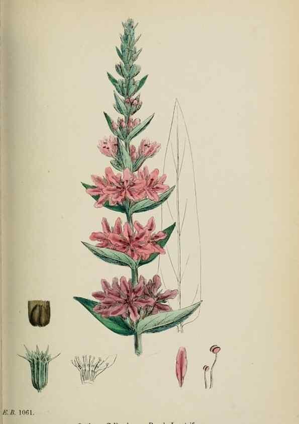 Reproducción/Reproduction 48717546987: English botany, or, Coloured figures of British plants /. London :R. Hardwicke,1863-1886.. 