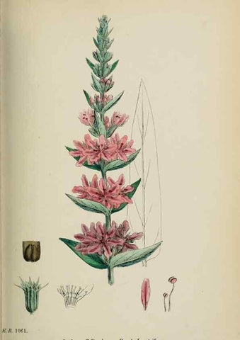 Reproducción/Reproduction 48717546987: English botany, or, Coloured figures of British plants /. London :R. Hardwicke,1863-1886.. 