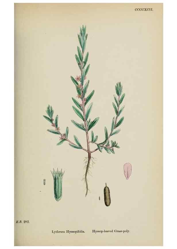 Reproducción/Reproduction 48717376616: English botany, or, Coloured figures of British plants /. London :R. Hardwicke,1863-1886.. 