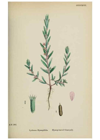 Reproducción/Reproduction 48717376616: English botany, or, Coloured figures of British plants /. London :R. Hardwicke,1863-1886.. 