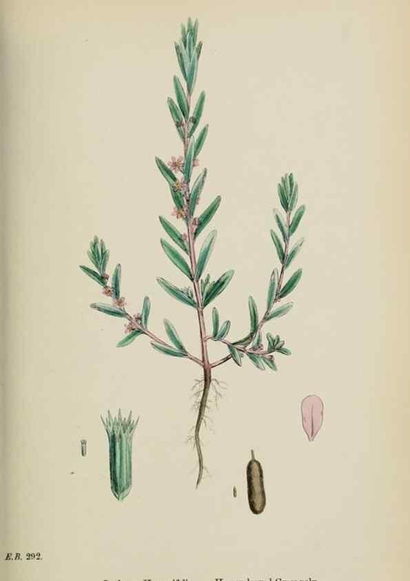 Reproducción/Reproduction 48717376616: English botany, or, Coloured figures of British plants /. London :R. Hardwicke,1863-1886.. 
