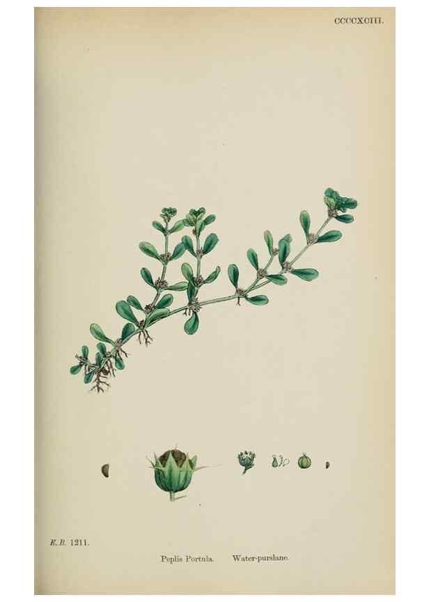 Reproducción/Reproduction 48717548032: English botany, or, Coloured figures of British plants /. London :R. Hardwicke,1863-1886.. 
