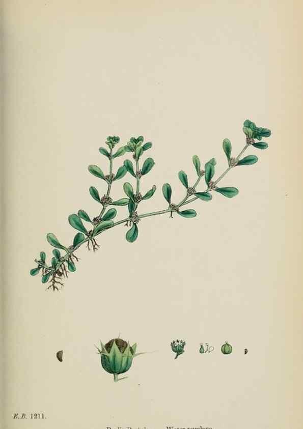 Reproducción/Reproduction 48717548032: English botany, or, Coloured figures of British plants /. London :R. Hardwicke,1863-1886.. 