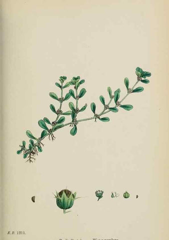 Reproducción/Reproduction 48717548032: English botany, or, Coloured figures of British plants /. London :R. Hardwicke,1863-1886.. 