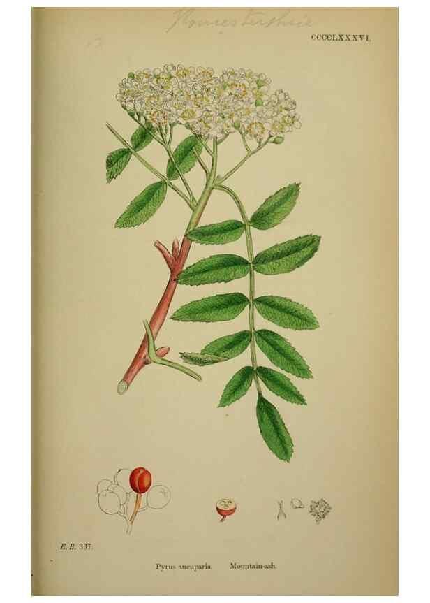 Reproducción/Reproduction 48717466007: English botany, or, Coloured figures of British plants /. London :R. Hardwicke,1863-1886.. 