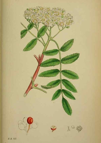 Reproducción/Reproduction 48717466007: English botany, or, Coloured figures of British plants /. London :R. Hardwicke,1863-1886.. 