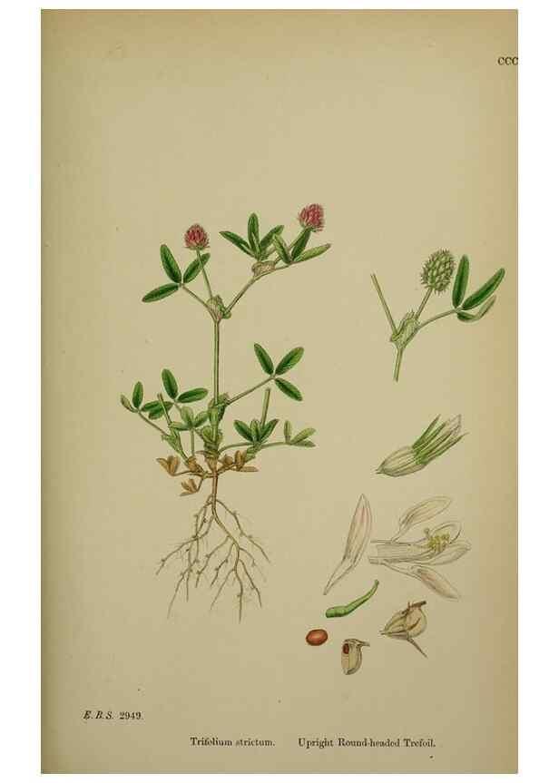 Reproducción/Reproduction 48717253886: English botany, or, Coloured figures of British plants /. London :R. Hardwicke,1863-1886.. 