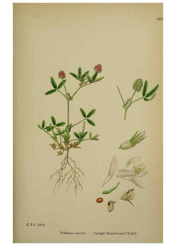 Reproducción/Reproduction 48717253886: English botany, or, Coloured figures of British plants /. London :R. Hardwicke,1863-1886.. 
