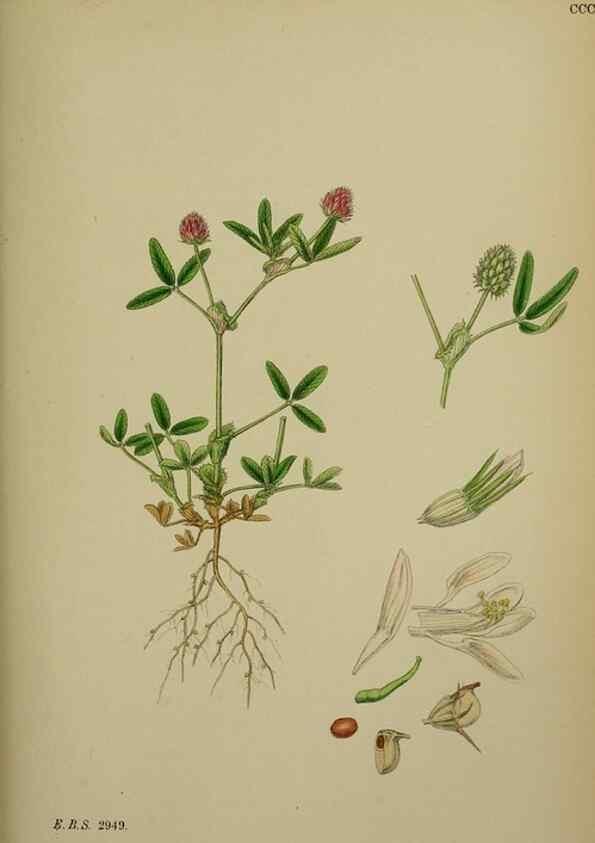Reproducción/Reproduction 48717253886: English botany, or, Coloured figures of British plants /. London :R. Hardwicke,1863-1886.. 
