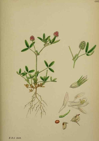 Reproducción/Reproduction 48717253886: English botany, or, Coloured figures of British plants /. London :R. Hardwicke,1863-1886.. 