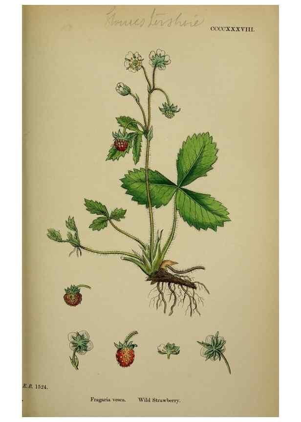 Reproducción/Reproduction 48716941868: English botany, or, Coloured figures of British plants /. London :R. Hardwicke,1863-1886.. 