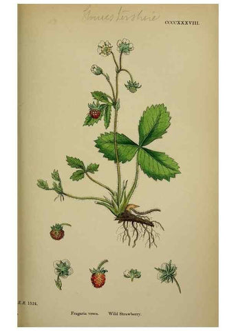 Reproducción/Reproduction 48716941868: English botany, or, Coloured figures of British plants /. London :R. Hardwicke,1863-1886.. 