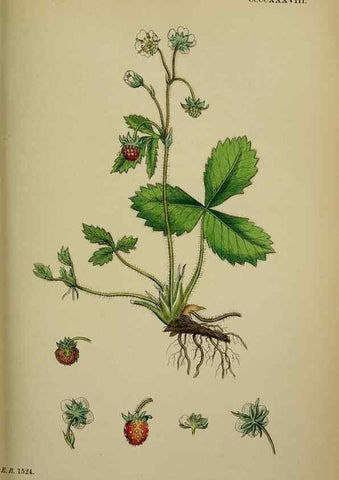 Reproducción/Reproduction 48716941868: English botany, or, Coloured figures of British plants /. London :R. Hardwicke,1863-1886.. 