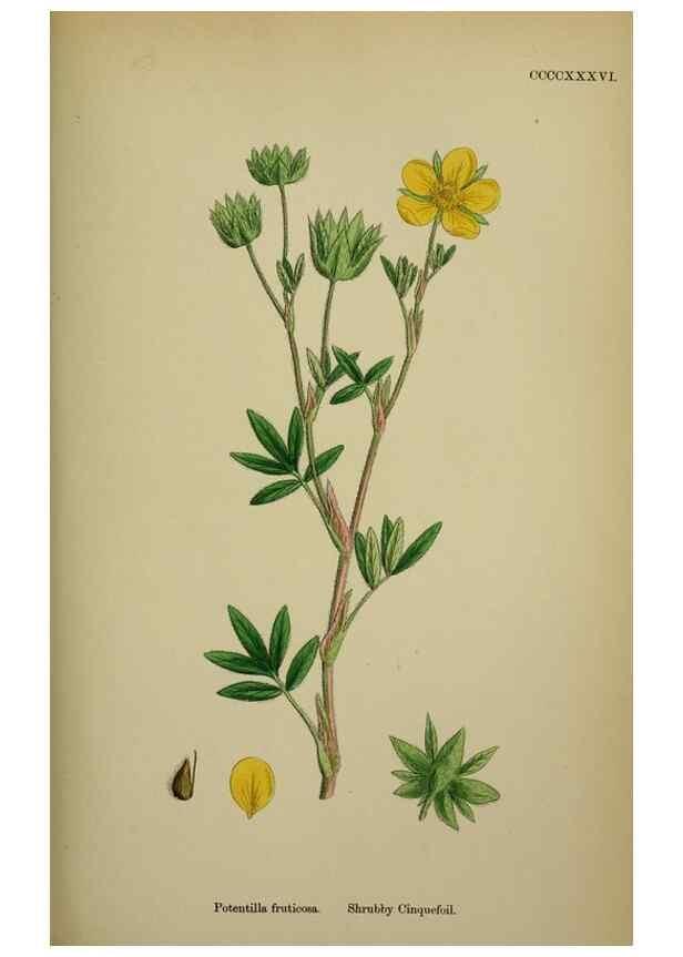 Reproducción/Reproduction 48717448317: English botany, or, Coloured figures of British plants /. London :R. Hardwicke,1863-1886.. 