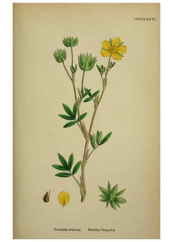 Reproducción/Reproduction 48717448317: English botany, or, Coloured figures of British plants /. London :R. Hardwicke,1863-1886.. 