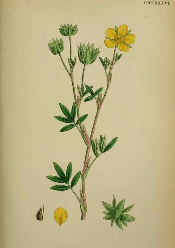 Reproducción/Reproduction 48717448317: English botany, or, Coloured figures of British plants /. London :R. Hardwicke,1863-1886.. 