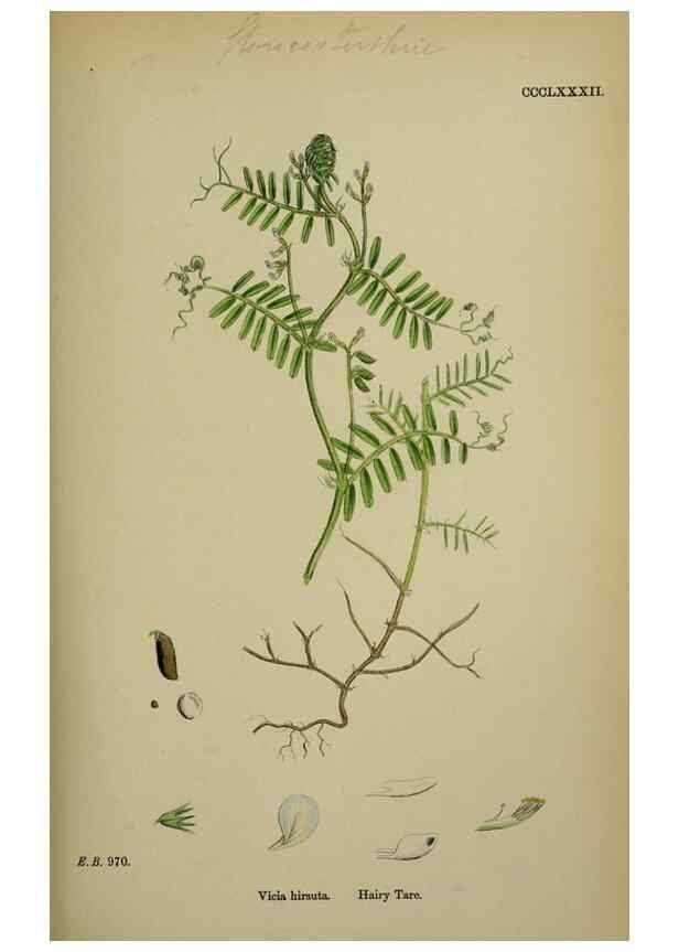 Reproducción/Reproduction 48716923958: English botany, or, Coloured figures of British plants /. London :R. Hardwicke,1863-1886.. 