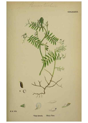 Reproducción/Reproduction 48716923958: English botany, or, Coloured figures of British plants /. London :R. Hardwicke,1863-1886.. 