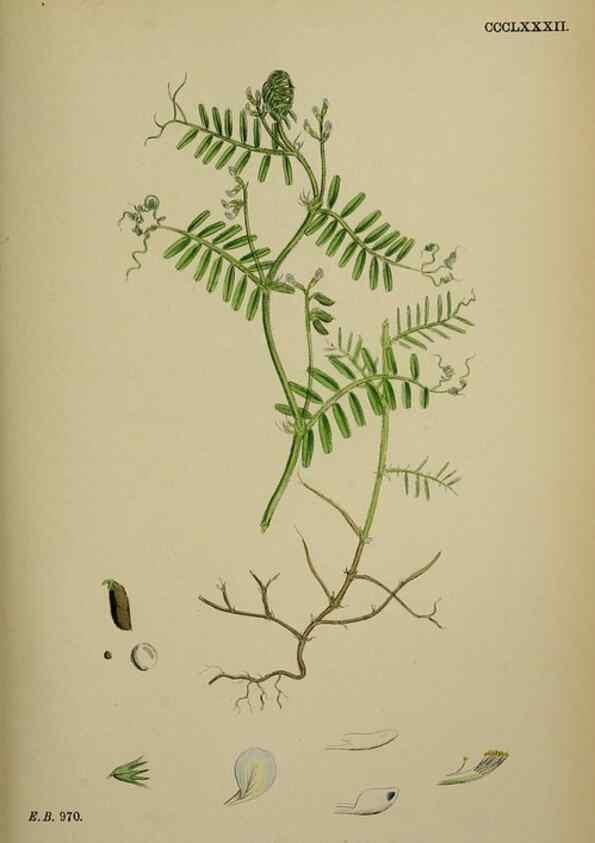 Reproducción/Reproduction 48716923958: English botany, or, Coloured figures of British plants /. London :R. Hardwicke,1863-1886.. 