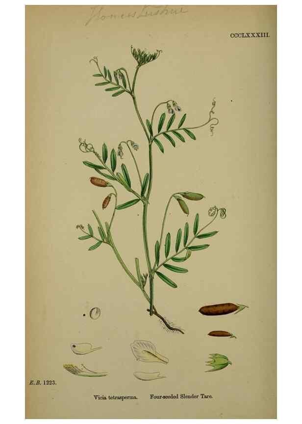 Reproducción/Reproduction 48716924238: English botany, or, Coloured figures of British plants /. London :R. Hardwicke,1863-1886.. 