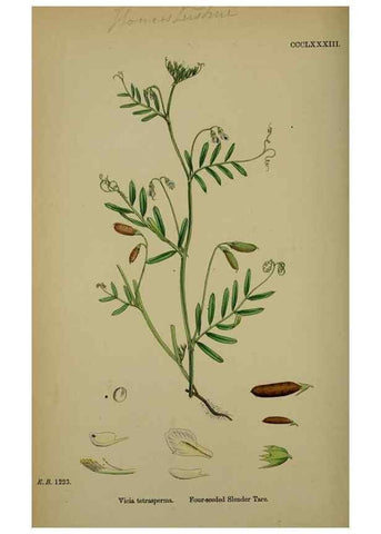 Reproducción/Reproduction 48716924238: English botany, or, Coloured figures of British plants /. London :R. Hardwicke,1863-1886.. 