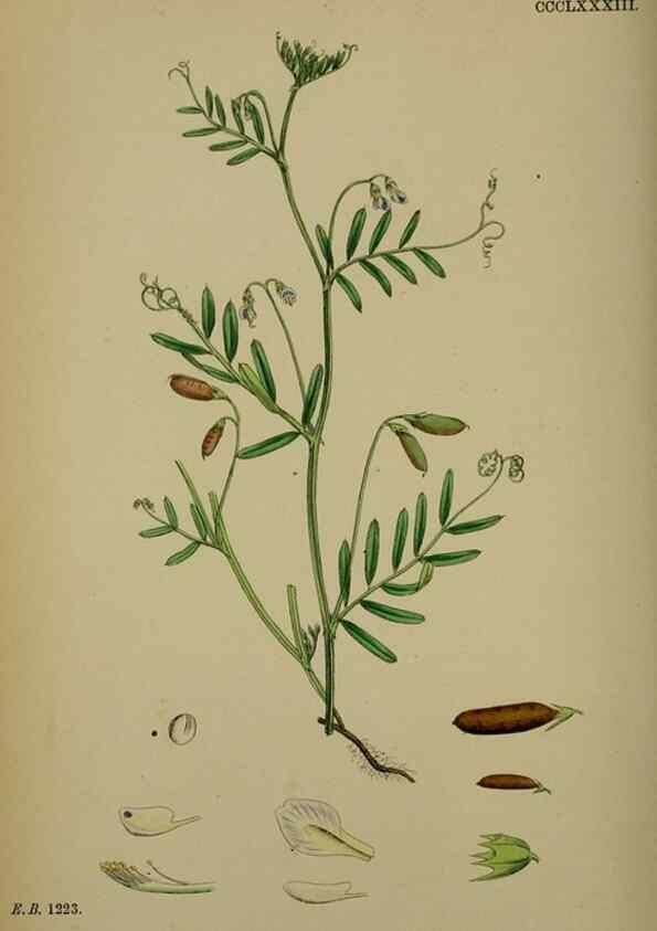 Reproducción/Reproduction 48716924238: English botany, or, Coloured figures of British plants /. London :R. Hardwicke,1863-1886.. 