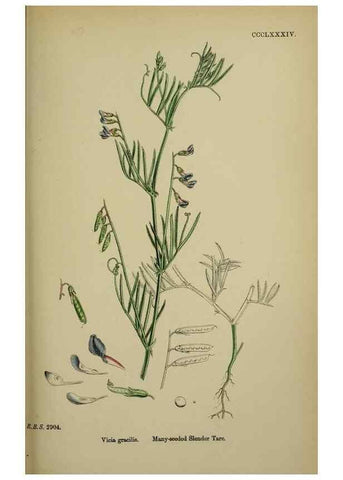 Reproducción/Reproduction 48717431232: English botany, or, Coloured figures of British plants /. London :R. Hardwicke,1863-1886.. 