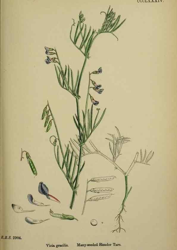 Reproducción/Reproduction 48717431232: English botany, or, Coloured figures of British plants /. London :R. Hardwicke,1863-1886.. 