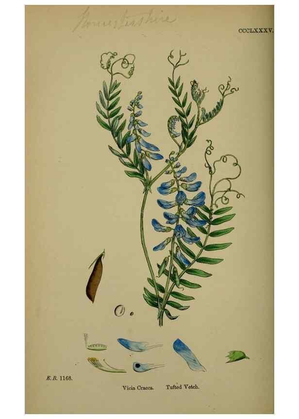 Reproducción/Reproduction 48716924828: English botany, or, Coloured figures of British plants /. London :R. Hardwicke,1863-1886.. 