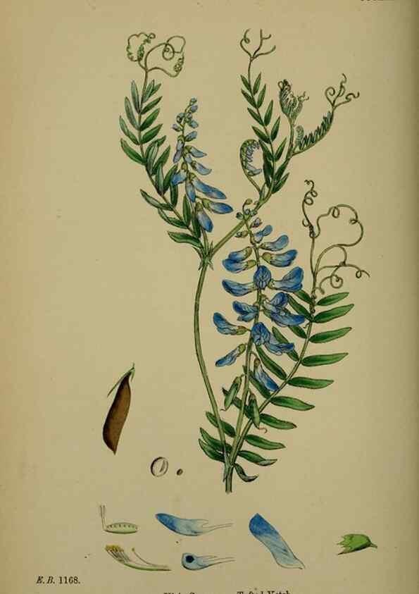 Reproducción/Reproduction 48716924828: English botany, or, Coloured figures of British plants /. London :R. Hardwicke,1863-1886.. 