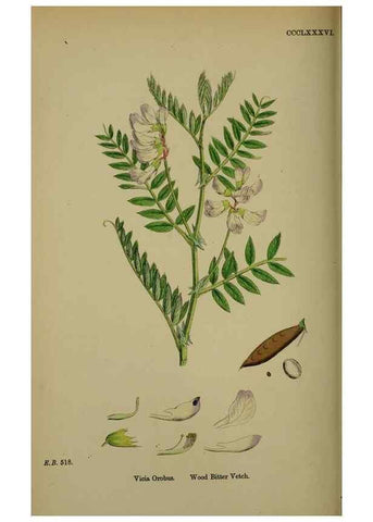 Reproducción/Reproduction 48717431887: English botany, or, Coloured figures of British plants /. London :R. Hardwicke,1863-1886.. 