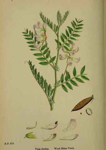 Reproducción/Reproduction 48717431887: English botany, or, Coloured figures of British plants /. London :R. Hardwicke,1863-1886.. 