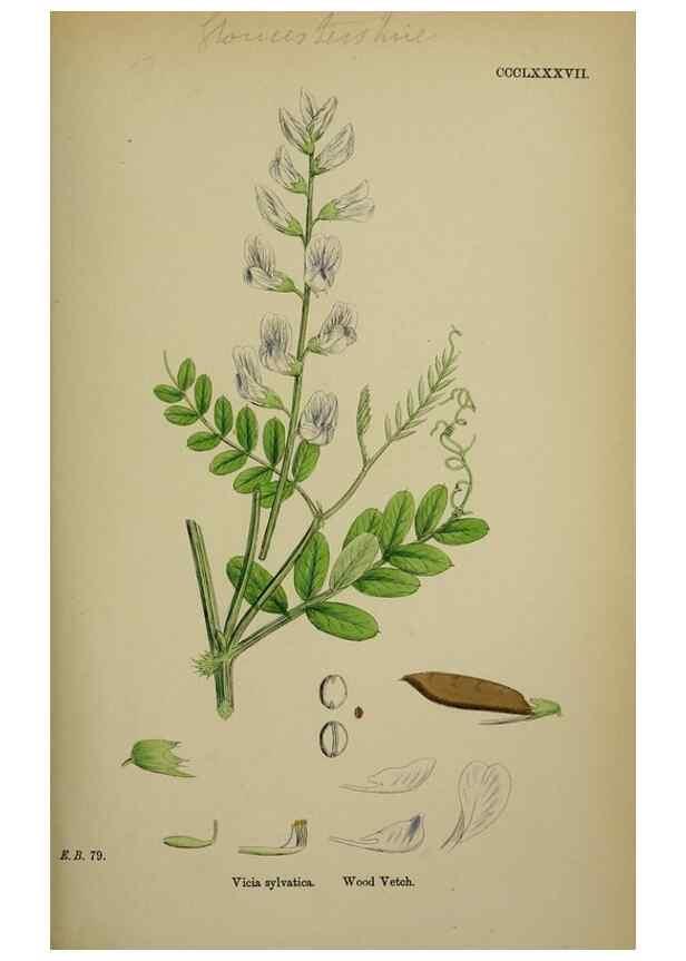 Reproducción/Reproduction 48716925388: English botany, or, Coloured figures of British plants /. London :R. Hardwicke,1863-1886.. 