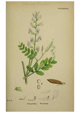 Reproducción/Reproduction 48716925388: English botany, or, Coloured figures of British plants /. London :R. Hardwicke,1863-1886.. 