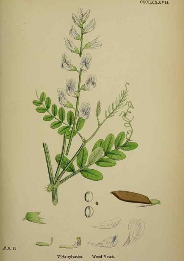 Reproducción/Reproduction 48716925388: English botany, or, Coloured figures of British plants /. London :R. Hardwicke,1863-1886.. 
