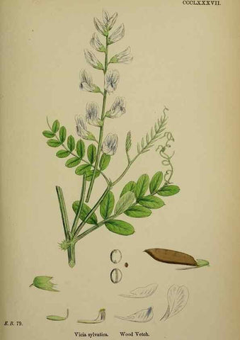 Reproducción/Reproduction 48716925388: English botany, or, Coloured figures of British plants /. London :R. Hardwicke,1863-1886.. 