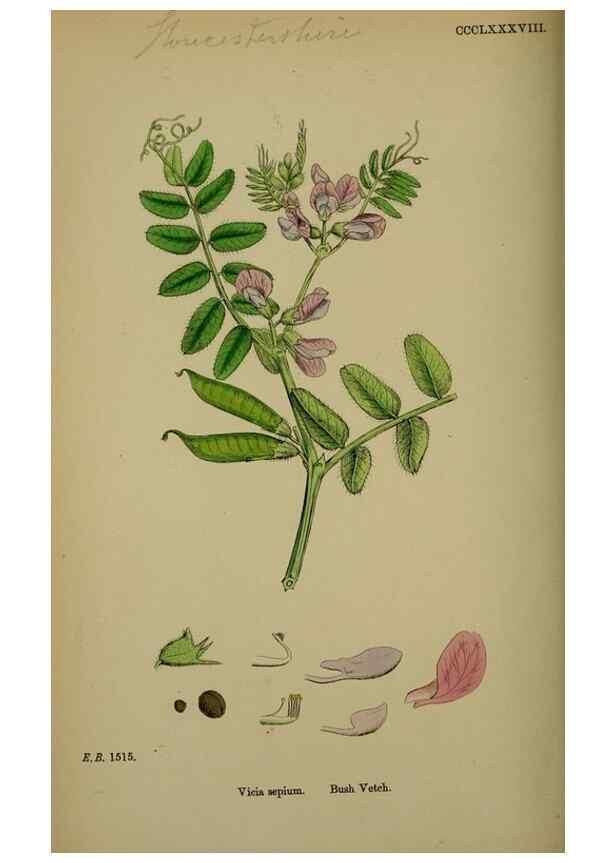 Reproducción/Reproduction 48716925853: English botany, or, Coloured figures of British plants /. London :R. Hardwicke,1863-1886.. 