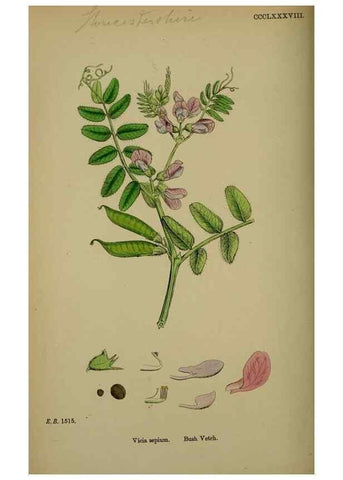 Reproducción/Reproduction 48716925853: English botany, or, Coloured figures of British plants /. London :R. Hardwicke,1863-1886.. 