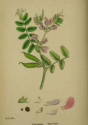 Reproducción/Reproduction 48716925853: English botany, or, Coloured figures of British plants /. London :R. Hardwicke,1863-1886.. 