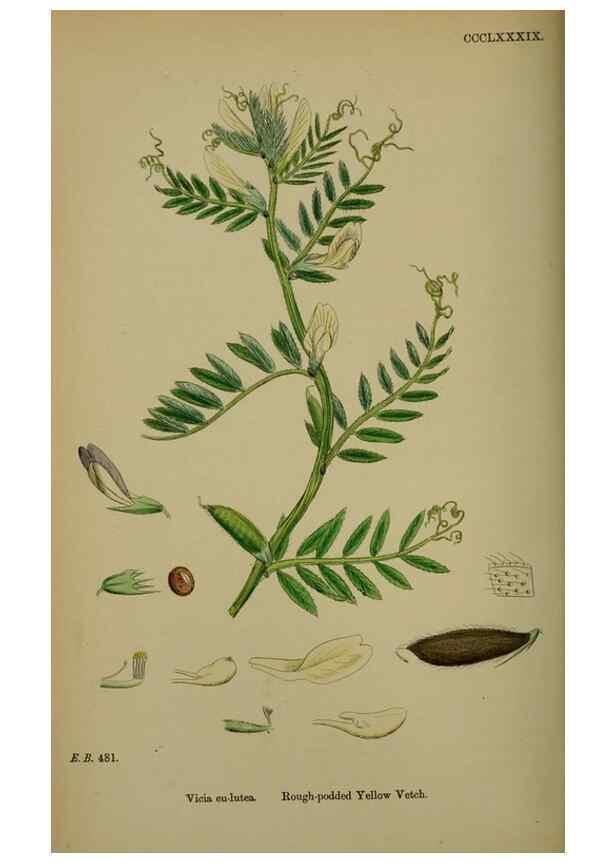 Reproducción/Reproduction 48716926198: English botany, or, Coloured figures of British plants /. London :R. Hardwicke,1863-1886.. 