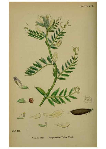 Reproducción/Reproduction 48716926198: English botany, or, Coloured figures of British plants /. London :R. Hardwicke,1863-1886.. 