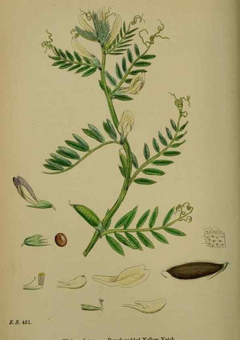 Reproducción/Reproduction 48716926198: English botany, or, Coloured figures of British plants /. London :R. Hardwicke,1863-1886.. 
