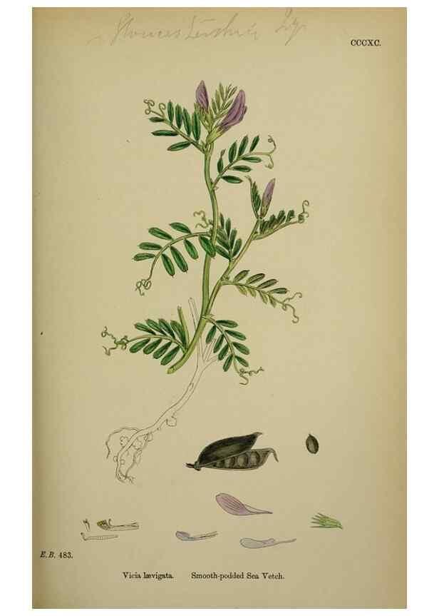 Reproducción/Reproduction 48717433257: English botany, or, Coloured figures of British plants /. London :R. Hardwicke,1863-1886.. 