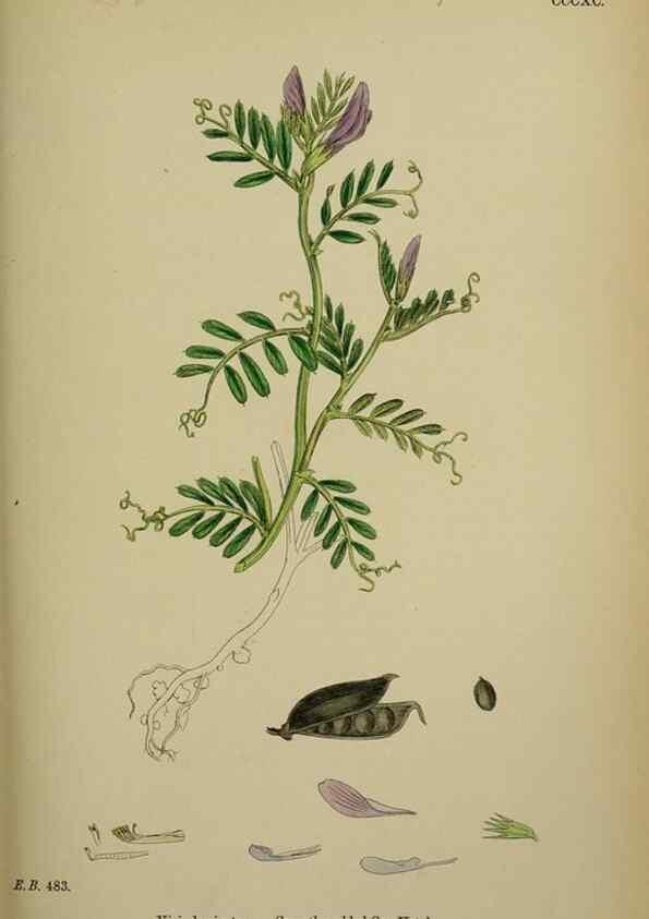 Reproducción/Reproduction 48717433257: English botany, or, Coloured figures of British plants /. London :R. Hardwicke,1863-1886.. 