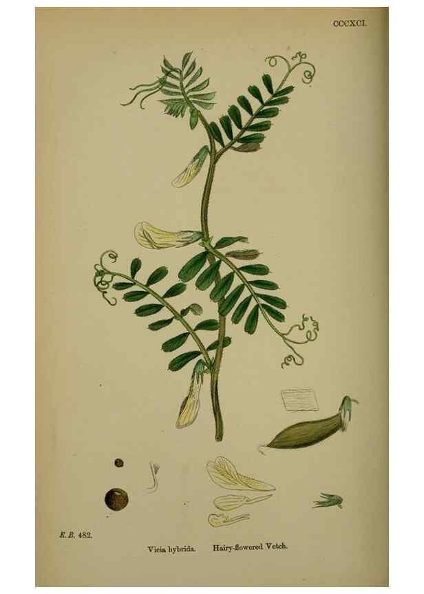 Reproducción/Reproduction 48716926693: English botany, or, Coloured figures of British plants /. London :R. Hardwicke,1863-1886.. 