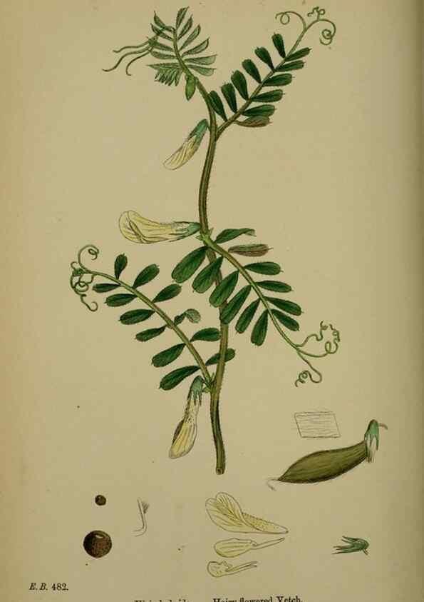 Reproducción/Reproduction 48716926693: English botany, or, Coloured figures of British plants /. London :R. Hardwicke,1863-1886.. 